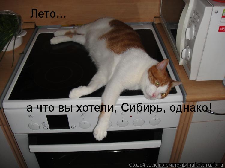 Лето... а что вы хотели, Сибирь, однако!... Котоматрица: Лето... а что вы хотели, Сибирь, однако!