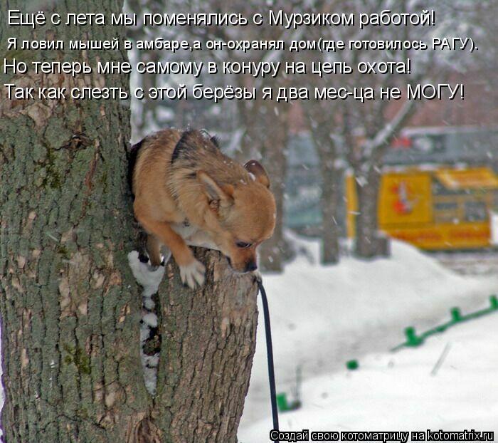 Ещё с лета мы поменялись с Мурзиком работой! Но теперь мне самому в конуру на цепь охота! Я ловил мыш... Котоматрица: Ещё с лета мы поменялись с Мурзиком работой! Но теперь мне самому в конуру на цепь охота! Я ловил мышей в амбаре,а он-охранял дом(где готовило