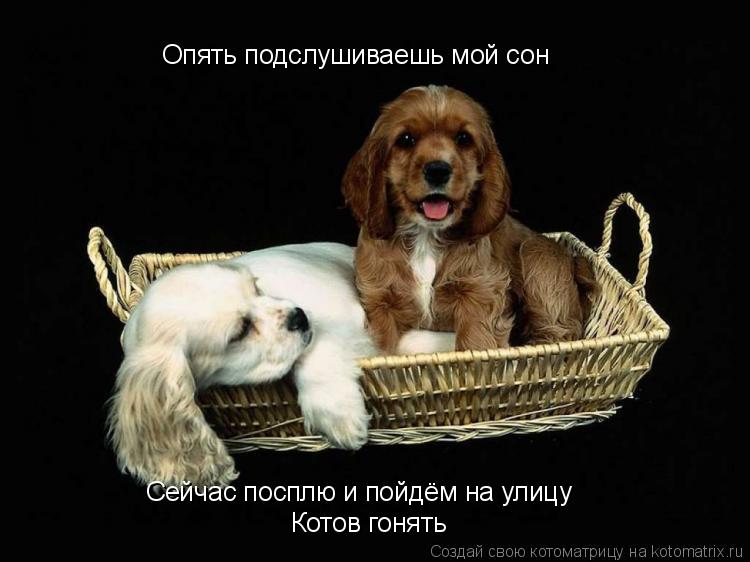 Опять подслушиваешь мой сон Сейчас посплю и пойдём на улицу Котов гонять... Котоматрица: Опять подслушиваешь мой сон Сейчас посплю и пойдём на улицу Котов гонять