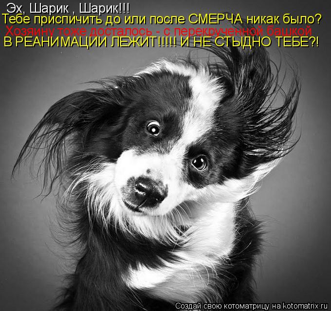Эх, Шарик , Шарик!!! В РЕАНИМАЦИИ ЛЕЖИТ!!!!!!!!!!!!!!!!!!!!!!!!!!!!!!!!!!!!!!!!!!! Тебе приспичить до... Котоматрица: Эх, Шарик , Шарик!!! В РЕАНИМАЦИИ ЛЕЖИТ!!!!!!!!!!!!!!!!!!!!!!!!!!!!!!!!!!!!!!!!!!! Тебе приспичить до или после СМЕРЧА никак было? Хозяину тоже достал