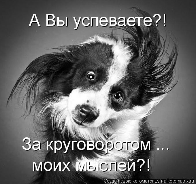 А Вы успеваете?! За круговоротом ... моих мыслей?!... Котоматрица: А Вы успеваете?! За круговоротом ... моих мыслей?!