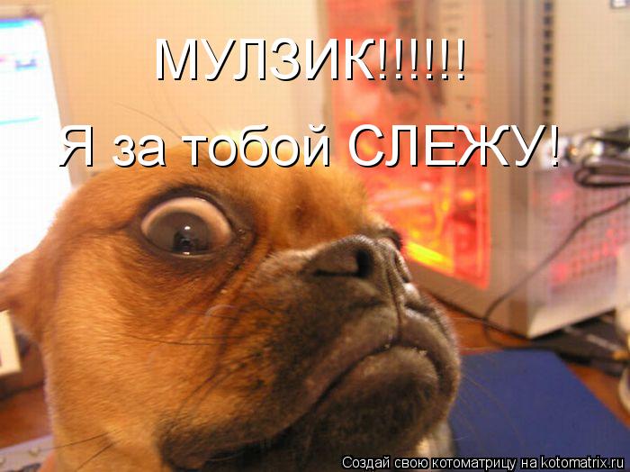 МУЛЗИК!!!!!! Я за тобой СЛЕЖУ!... Котоматрица: МУЛЗИК!!!!!! Я за тобой СЛЕЖУ!