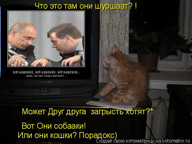 Что это там они шуршаат? ! Может Друг друга загрысть хотят?* Вот Они собааки! Или они кошки? Порадок... Котоматрица: Что это там они шуршаат? ! Может Друг друга загрысть хотят?* Вот Они собааки! Или они кошки? Порадокс)