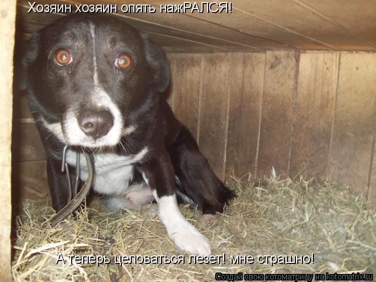 Хозяин хозяин опять нажРАЛСЯ! А теперь целоваться лезет! мне страшно!... Котоматрица: Хозяин хозяин опять нажРАЛСЯ! А теперь целоваться лезет! мне страшно!