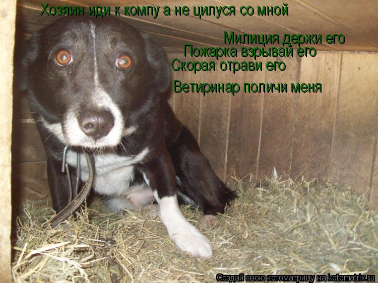Хозяин иди к компу а не цилуся со мной Милиция держи его Пожарка взрывай его Скорая отрави его Ветири... Котоматрица: Хозяин иди к компу а не цилуся со мной Милиция держи его Пожарка взрывай его Скорая отрави его Ветиринар поличи меня