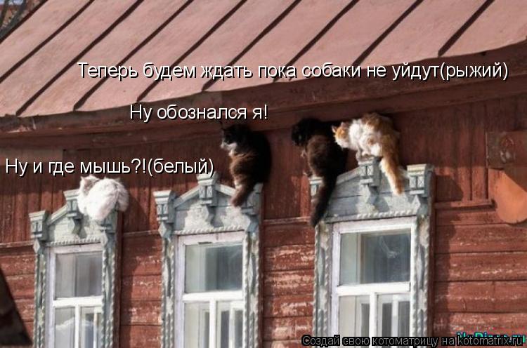 Ну и где мышь?!(белый) Ну обознался я! Теперь будем ждать пока собаки не уйдут(рыжий)... Котоматрица: Ну и где мышь?!(белый) Ну обознался я! Теперь будем ждать пока собаки не уйдут(рыжий)
