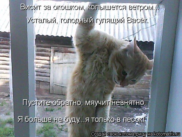 Висит за окошком, колышется ветром... Усталый, голодный гулящий Васёк. Пустите обратно, мяучит невнят... Котоматрица: Висит за окошком, колышется ветром... Усталый, голодный гулящий Васёк. Пустите обратно, мяучит невнятно, Я больше не буду...я только в песок!