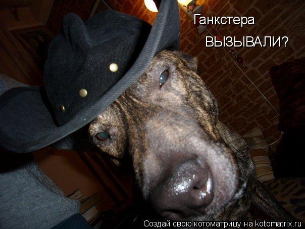 Ганкстера ВЫЗЫВАЛИ?... Котоматрица: Ганкстера ВЫЗЫВАЛИ?