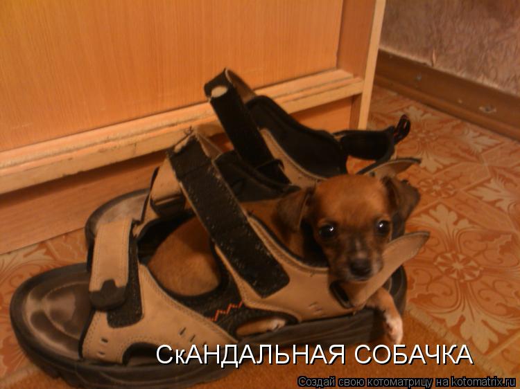 СкАНДАЛЬНАЯ СОБАЧКА... Котоматрица: СкАНДАЛЬНАЯ СОБАЧКА