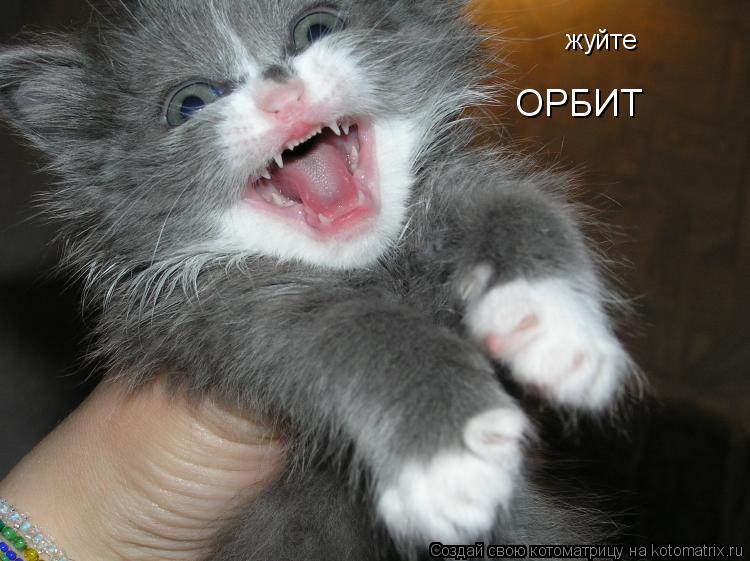 жуйте ОРБИТ... Котоматрица: жуйте ОРБИТ