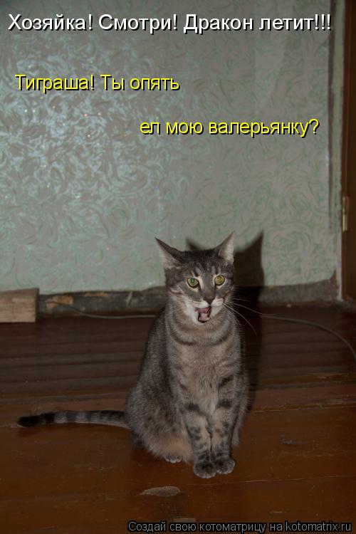 Тиграша! Ты опять ел мою валерьянку? Хозяйка! Смотри! Дракон летит!!!... Котоматрица: Тиграша! Ты опять ел мою валерьянку? Хозяйка! Смотри! Дракон летит!!!