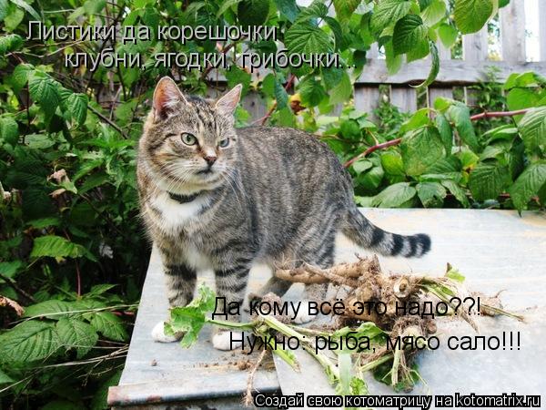 Листики да корешочки клубни, ягодки, грибочки... Да кому всё это надо??! Нужно: рыба, мясо сало!!!... Котоматрица: Листики да корешочки клубни, ягодки, грибочки... Да кому всё это надо??! Нужно: рыба, мясо сало!!!