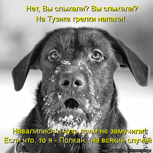 Нет, Вы слыхали? Вы слыхали? На Тузика грелки напали! Навалилися и чуть прям не замучили! Если что, т... Котоматрица: Нет, Вы слыхали? Вы слыхали? На Тузика грелки напали! Навалилися и чуть прям не замучили! Если что, то я - Полкан...на всякий случай