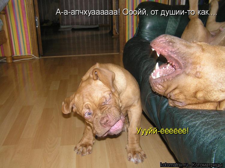 А-а-апчхуаааааа! Ооойй, от душии-то как.... Уууйй-ёёёёёё!... Котоматрица: А-а-апчхуаааааа! Ооойй, от душии-то как.... Уууйй-ёёёёёё!