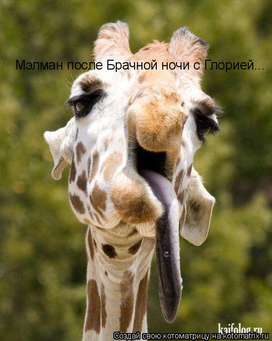 Мэлман после Брачной ночи с Глорией...... Котоматрица: Мэлман после Брачной ночи с Глорией...