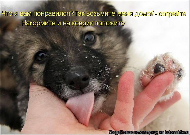 Что я вам понравился?Так возьмите меня домой- согрейте Накормите и на коврик положите... Котоматрица: Что я вам понравился?Так возьмите меня домой- согрейте Накормите и на коврик положите