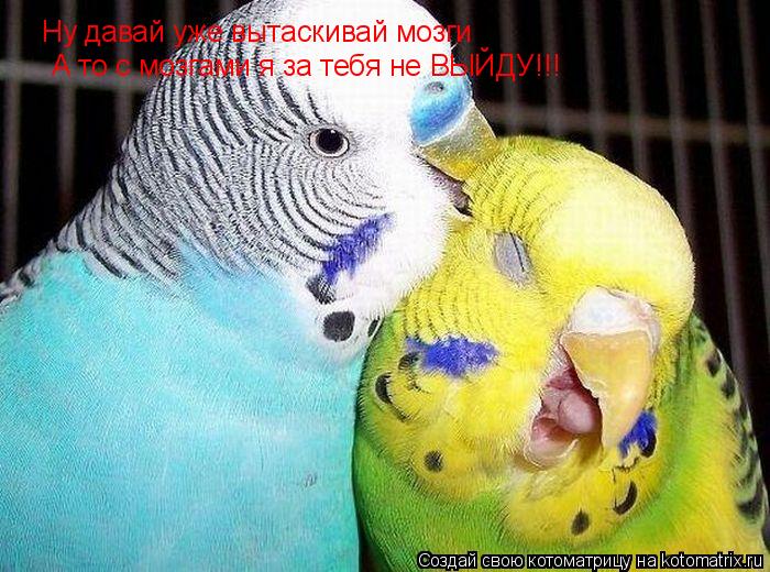 Ну давай уже вытаскивай мозги А то с мозгами я за тебя не ВЫЙДУ!!!... Котоматрица: Ну давай уже вытаскивай мозги А то с мозгами я за тебя не ВЫЙДУ!!!