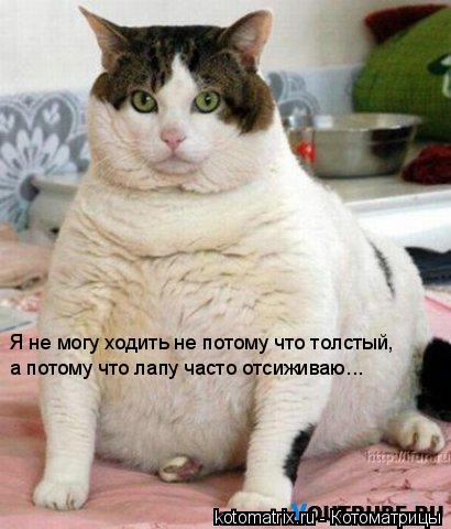 Я не могу ходить не потому что толстый, а потому что лапу часто отсиживаю...... Котоматрица: Я не могу ходить не потому что толстый, а потому что лапу часто отсиживаю...