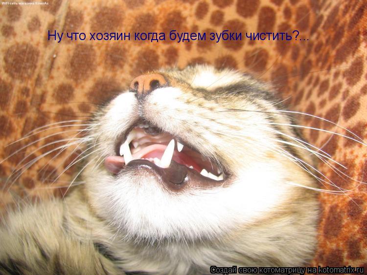 Ну что хозяин когда будем зубки чистить?...... Котоматрица: Ну что хозяин когда будем зубки чистить?...