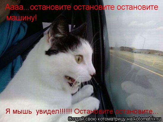Аааа...остановите остановите остановите машину! Я мышь увидел!!!!!! Остановите остановите...... Котоматрица: Аааа...остановите остановите остановите машину! Я мышь увидел!!!!!! Остановите остановите...