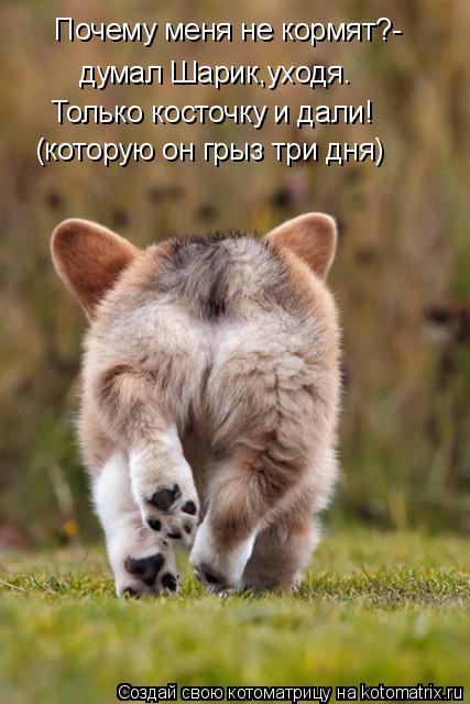 Почему меня не кормят?- думал Шарик,уходя. Только косточку и дали! (которую он грыз три дня)... Котоматрица: Почему меня не кормят?- думал Шарик,уходя. Только косточку и дали! (которую он грыз три дня)
