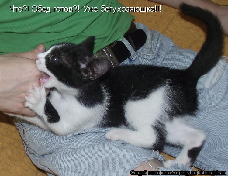 Что?! Обед готов?! Уже бегу,хозяюшка!!!... Котоматрица: Что?! Обед готов?! Уже бегу,хозяюшка!!!