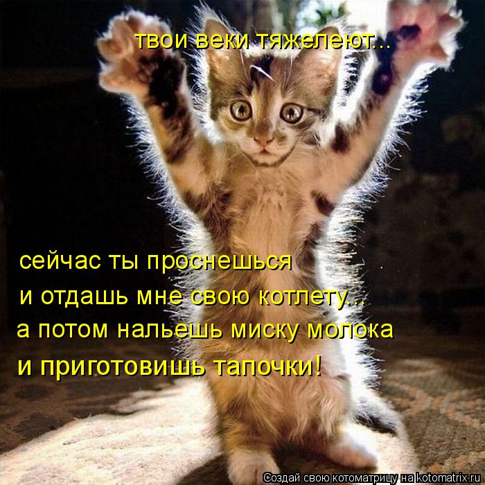 Котоматрица: твои веки тяжелеют... сейчас ты проснешься  и отдашь мне свою котлету... а потом нальешь миску молока и приготовишь тапочки!