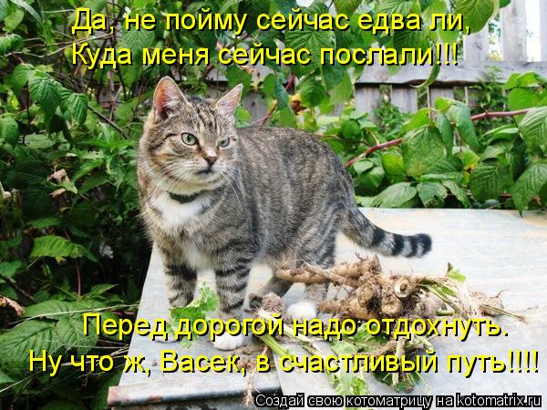 Да, не пойму сейчас едва ли, Куда меня сейчас послали!!! Перед дорогой надо отдохнуть. Ну что ж, Васе... Котоматрица: Да, не пойму сейчас едва ли, Куда меня сейчас послали!!! Перед дорогой надо отдохнуть. Ну что ж, Васек, в счастливый путь!!!!