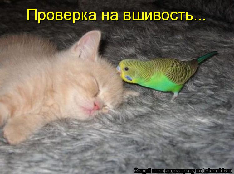 Проверка на вшивость...... Котоматрица: Проверка на вшивость...