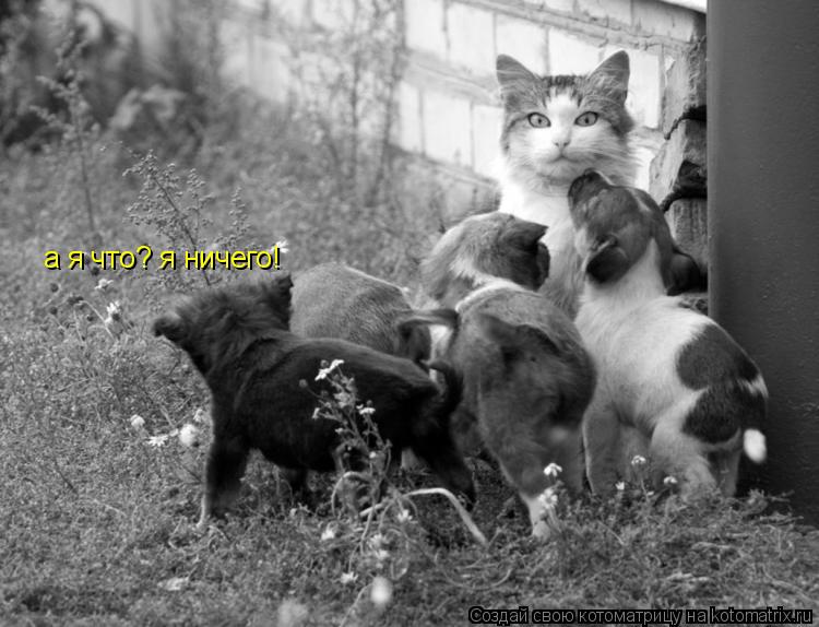 а я что? я ничего!... Котоматрица: а я что? я ничего!