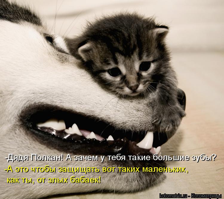 -Дядя Полкан! А зачем у тебя такие большие зубы? -А это чтобы защищать вот таких маленьких, как ты, ... Котоматрица: -Дядя Полкан! А зачем у тебя такие большие зубы? -А это чтобы защищать вот таких маленьких, как ты, от злых бабаек!