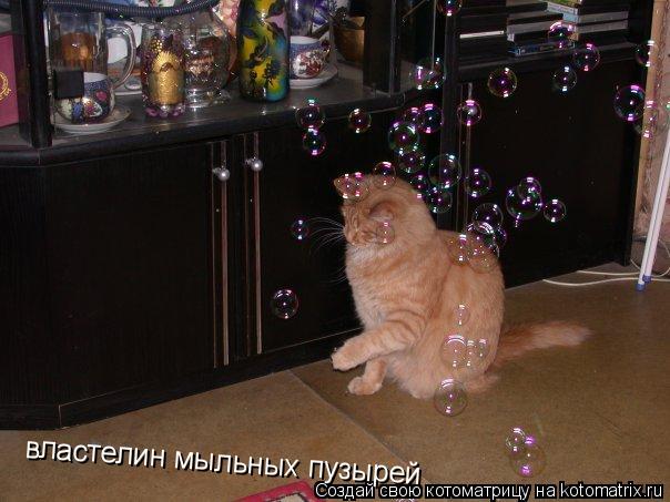 властелин мыльных пузырей... Котоматрица: властелин мыльных пузырей