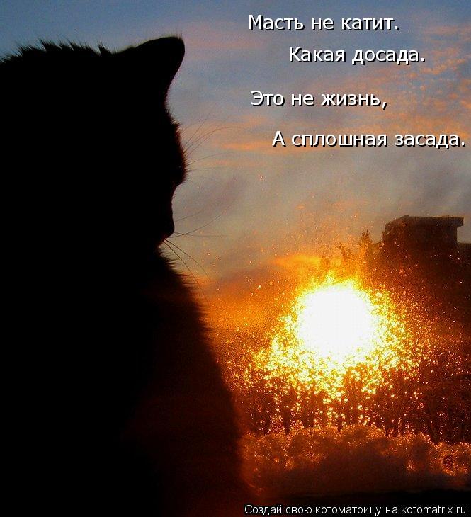 Масть не катит. Какая досада. Это не жизнь, А сплошная засада.... Котоматрица: Масть не катит. Какая досада. Это не жизнь, А сплошная засада.