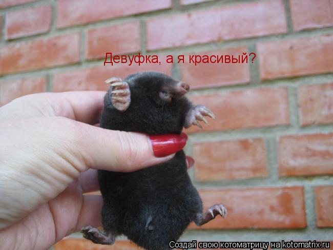Котоматрица: Девуфка, а я красивый?