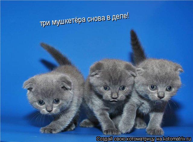 Котоматрица: три мушкетёра снова в деле!