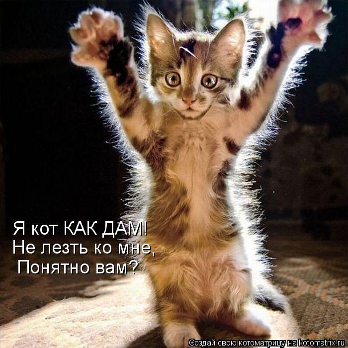 Котоматрица: Я кот КАК ДАМ! Не лезть ко мне, Понятно вам?
