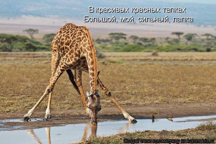 Котоматрица: В красивых красных тапках Большой, мой, сильный, лапка