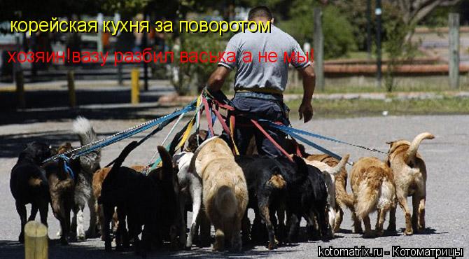 Котоматрица: корейская кухня за поворотом хозяин!вазу разбил васька а не мы!