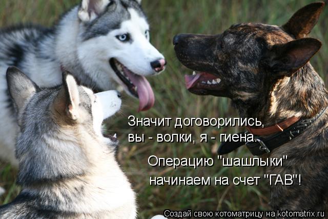 Котоматрица: Значит договорились, вы - волки, я - гиена. начинаем на счет "ГАВ"! Операцию "шашлыки"