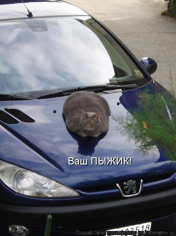 Ваш ПЫЖИК!... Котоматрица: Ваш ПЫЖИК!