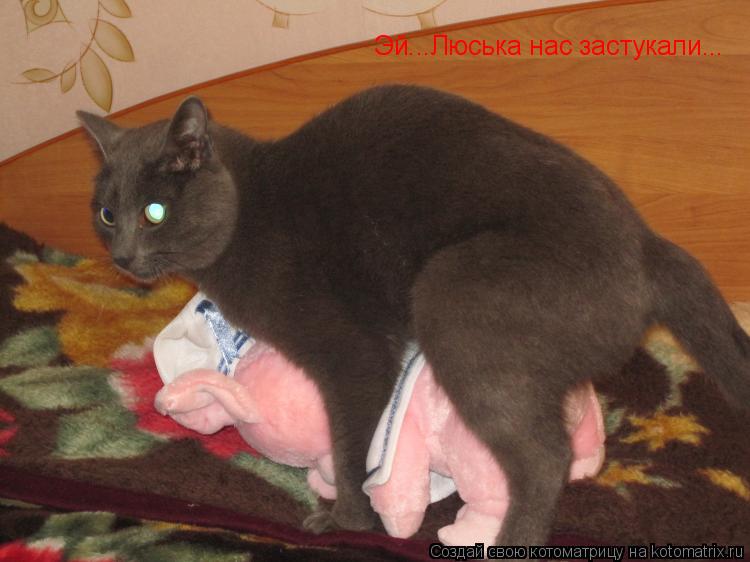 Котоматрица: Эй...Люська нас застукали...