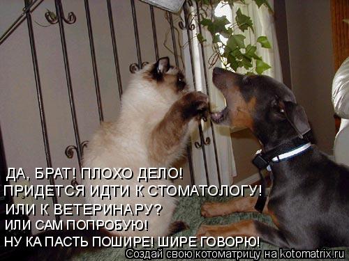 ДА, БРАТ! ПЛОХО ДЕЛО! ПРИДЕТСЯ ИДТИ К СТОМАТОЛОГУ! ИЛИ К ВЕТЕРИНАРУ? ИЛИ САМ ПОПРОБУЮ! НУ КА ПАСТЬ ПО... Котоматрица: ДА, БРАТ! ПЛОХО ДЕЛО! ПРИДЕТСЯ ИДТИ К СТОМАТОЛОГУ! ИЛИ К ВЕТЕРИНАРУ? ИЛИ САМ ПОПРОБУЮ! НУ КА ПАСТЬ ПОШИРЕ! ШИРЕ ГОВОРЮ!