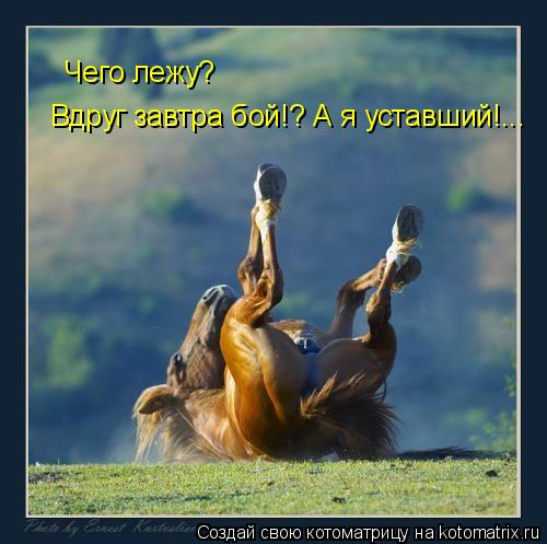 Чего лежу? Вдруг завтра бой!? А я уставший!...... Котоматрица: Чего лежу? Вдруг завтра бой!? А я уставший!...
