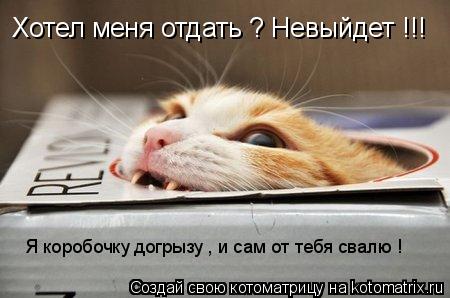 Хотел меня отдать ? Невыйдет !!! Я коробочку догрызу , и сам от тебя свалю !... Котоматрица: Хотел меня отдать ? Невыйдет !!! Я коробочку догрызу , и сам от тебя свалю !