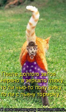 После долгого запоя нервно в зеркало гляжу то ли чью-то попу вижу, то ли с пьяну торможу... Котоматрица: После долгого запоя нервно в зеркало гляжу то ли чью-то попу вижу, то ли с пьяну торможу