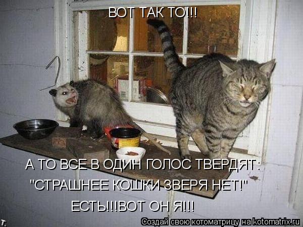 ВОТ ТАК ТО!!! А ТО ВСЕ В ОДИН ГОЛОС ТВЕРДЯТ: "СТРАШНЕЕ КОШКИ ЗВЕРЯ НЕТ!" ЕСТЬ!!!ВОТ ОН Я!!!... Котоматрица: ВОТ ТАК ТО!!! А ТО ВСЕ В ОДИН ГОЛОС ТВЕРДЯТ: "СТРАШНЕЕ КОШКИ ЗВЕРЯ НЕТ!" ЕСТЬ!!!ВОТ ОН Я!!!
