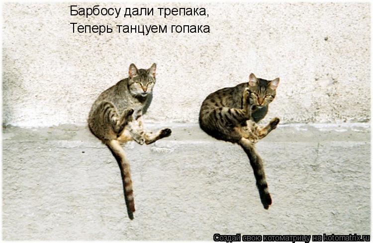Барбосу дали трепака, Теперь танцуем гопака... Котоматрица: Барбосу дали трепака, Теперь танцуем гопака