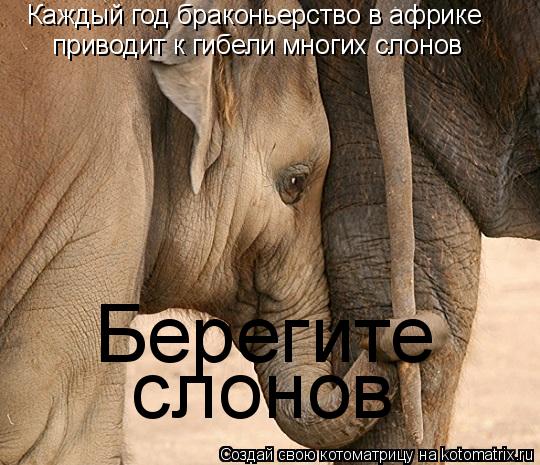 Берегите слонов Каждый год браконьерство в африке приводит к гибели многих слонов... Котоматрица: Берегите слонов Каждый год браконьерство в африке приводит к гибели многих слонов