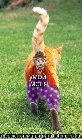 умой меня... Котоматрица: умой меня