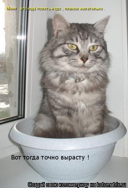 Меня , это ещё полить надо , пивком желательно . Вот тогда точно вырасту !... Котоматрица: Меня , это ещё полить надо , пивком желательно . Вот тогда точно вырасту !